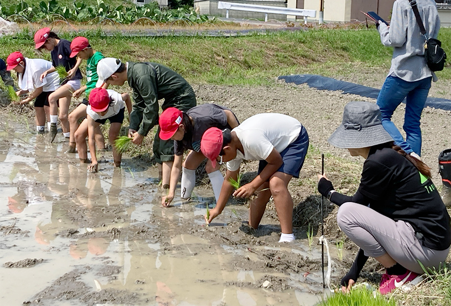 當麻小学校米作り